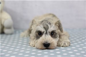 Ezra - Schnauzer, Miniature for sale