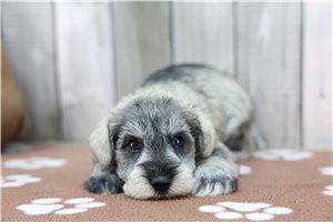 Pistachio - Schnauzer, Miniature for sale