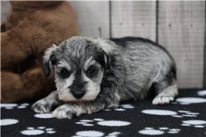 Ranita - puppy for sale
