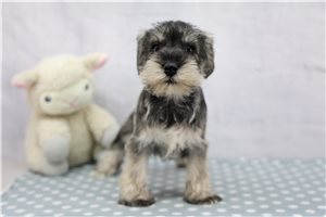 Emily - Schnauzer, Miniature for sale
