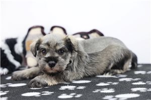 Lennox - Schnauzer, Miniature for sale
