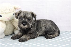 Eden - Schnauzer, Miniature for sale
