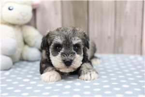 Oksana - Miniature Schnauzer for sale