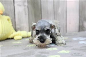 Pearl - Miniature Schnauzer for sale