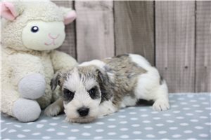 Peter - Miniature Schnauzer for sale