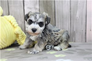 Esther - puppy for sale