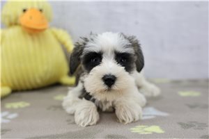 Eliza - Schnauzer, Miniature for sale