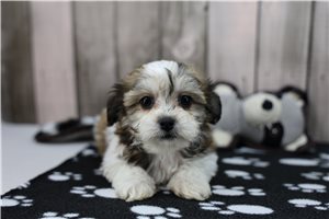 Iris - Shichon for sale