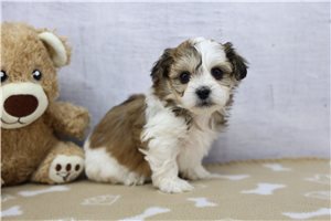 Imani - puppy for sale