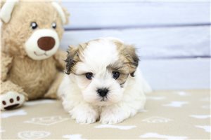 Harmony - Shichon for sale