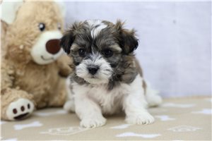 Isaac - puppy for sale