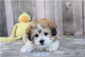 Heron - Shichon for sale