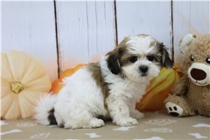 Miley - Shichon, placed in Fort Wayne