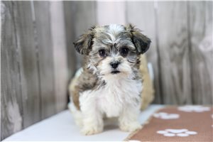 Ivory - Shichon for sale