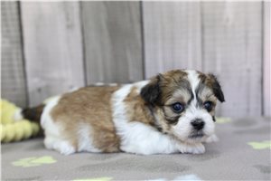 Moana - Shichon for sale