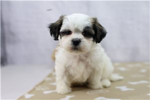 Claire - Shichon for sale
