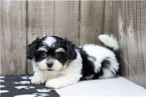 Isabella - Shichon for sale