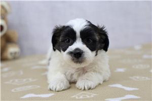 Carlos - Shichon for sale