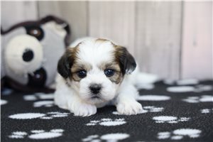 Miley - puppy for sale