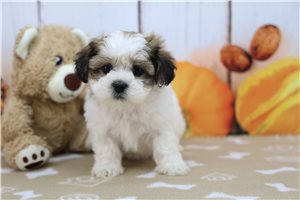 Miley - Shichon for sale