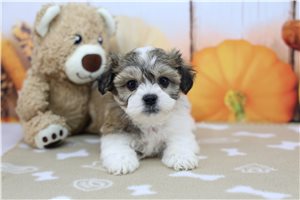 Moana - Shichon for sale