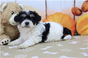 Mason - Shichon for sale