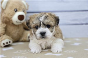 Heron - Shichon for sale