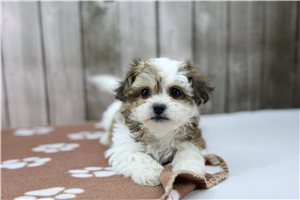 Imani - Shichon for sale