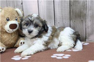 Isaac - Shichon for sale
