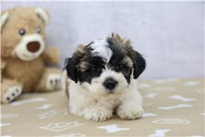 Calvin - Shichon for sale