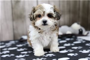 Imani - Shichon for sale