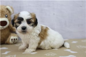 Chloe - Shichon for sale