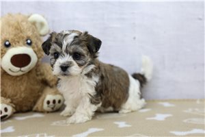 Ivory - Shichon for sale