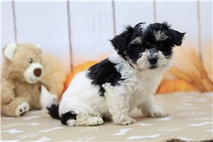 Mason - Shichon for sale