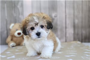 Heron - Shichon for sale