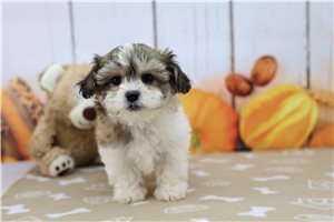 Moana - Shichon, placed in Fort Wayne