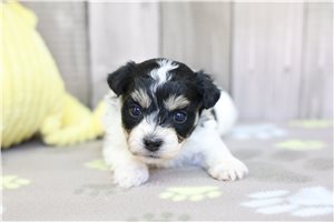 Mason - Shichon for sale