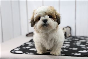 Harmony - Shichon for sale