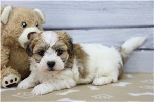 Hamish - Shichon for sale