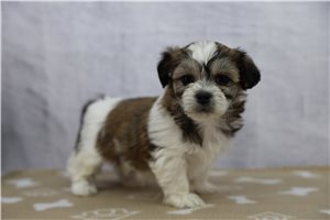 Iris - puppy for sale