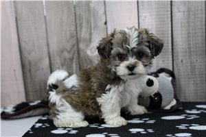 Ivory - Shichon for sale
