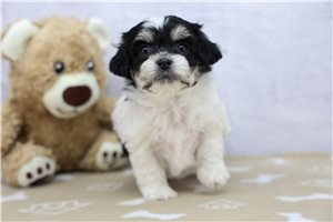 Isabella - puppy for sale