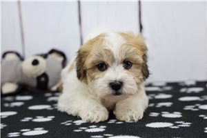 Hamish - Shichon for sale