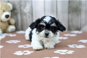 Isabella - Shichon for sale