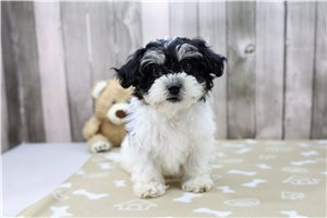 Mason - puppy for sale