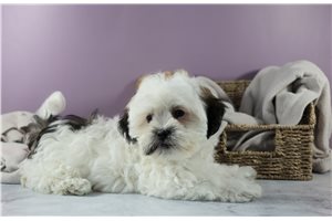 Thai - puppy for sale