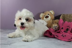 Thea - puppy for sale