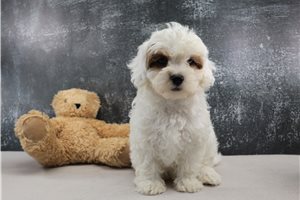 Thelma - puppy for sale