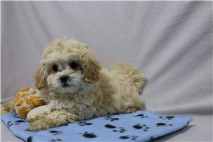 Denver - puppy for sale