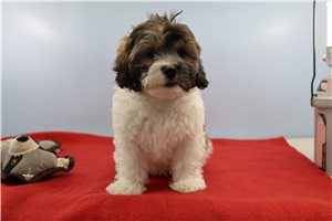 Tino - puppy for sale